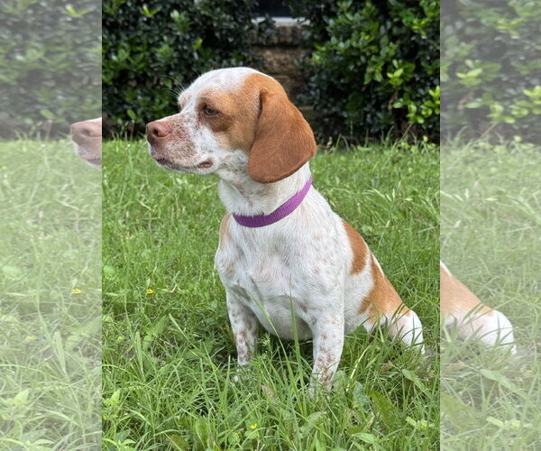 Medium Photo #2 Jack-A-Bee Puppy For Sale in PIPE CREEK, TX, USA