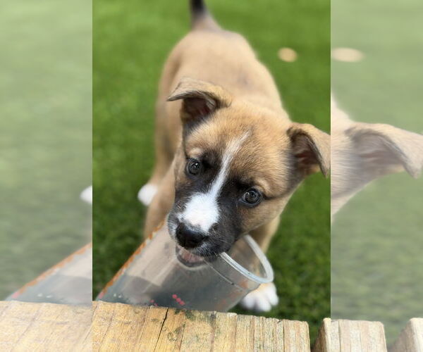 Medium Photo #1 Labrador Retriever-Mountain Cur Mix Puppy For Sale in Royal Palm Beach, FL, USA