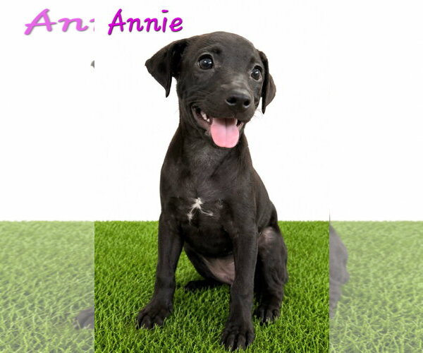 Medium Photo #2 Chihuahua-Labrador Retriever Mix Puppy For Sale in Virginia Beach, VA, USA