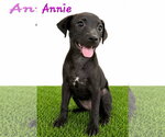 Small #1 Chihuahua-Labrador Retriever Mix