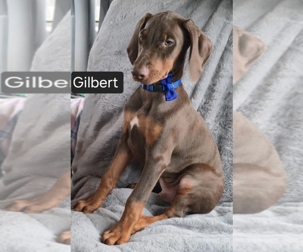 Medium Photo #2 Doberman Pinscher Puppy For Sale in POMEROY, OH, USA