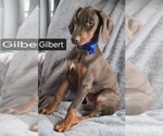 Small #1 Doberman Pinscher