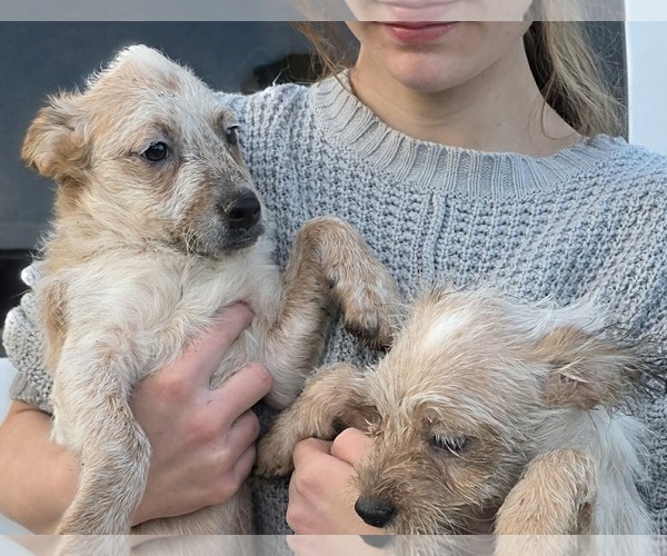 Medium Photo #6 Poodle (Miniature)-Red Heeler Mix Puppy For Sale in Mukwonago, WI, USA