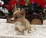 Small #3 Pembroke Welsh Corgi