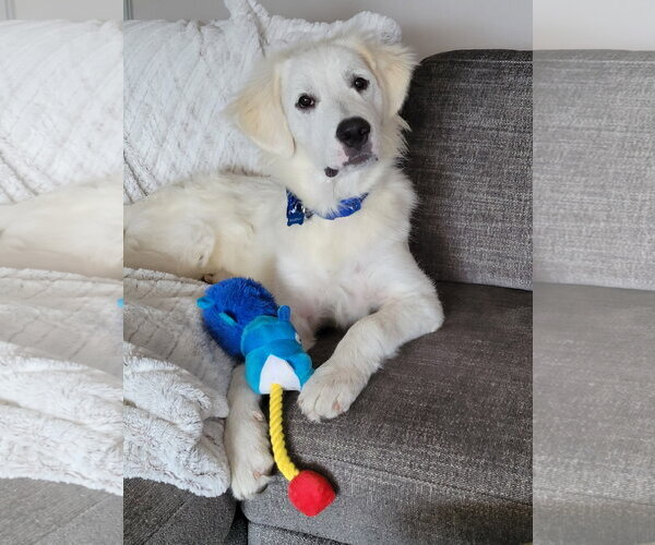 Medium Photo #9 Great Pyrenees Puppy For Sale in Spring, TX, USA