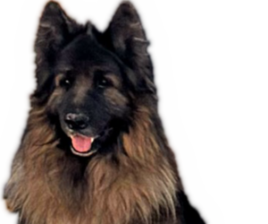 Father of the King Shepherd puppies born on 10/31/2025