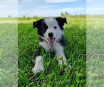 Puppy Skipper Border Collie