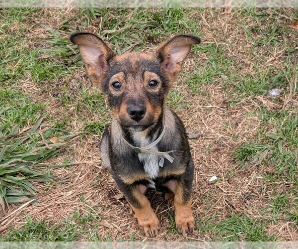 Medium Photo #1 Mutt Puppy For Sale in Lakewood, CO, USA