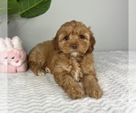Small Photo #2 Cockapoo Puppy For Sale in FRANKLIN, IN, USA