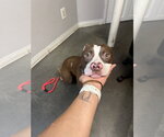 Small #1 Mutt
