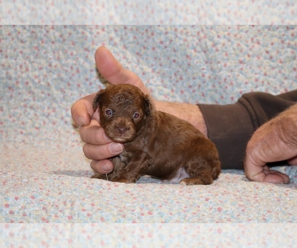Medium Photo #8 Poodle (Toy) Puppy For Sale in DYERSBURG, TN, USA
