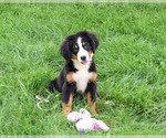 Small #2 Bernese Mountain Dog