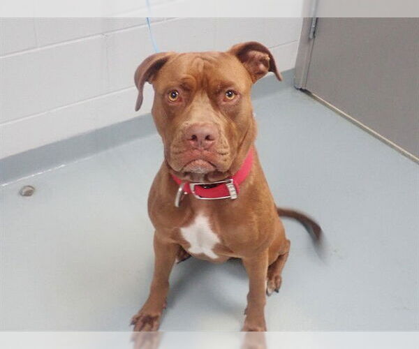 Medium Photo #1 American Pit Bull Terrier Puppy For Sale in St. Cloud, FL, USA