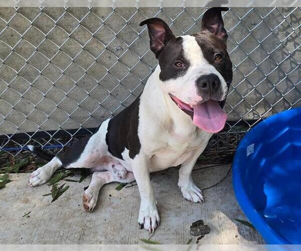 Medium Photo #1 American Pit Bull Terrier Puppy For Sale in Charlotte, NC, USA