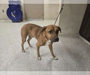 Labrador Retriever-Unknown Mix Dogs for adoption in Conroe, TX, USA