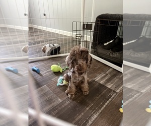 Poodle (Miniature) Puppy for sale in SPARTANBURG, SC, USA