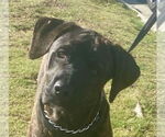 Small #2 Mastador