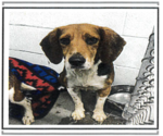 Small #3 Beagle