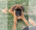 Small Boxer