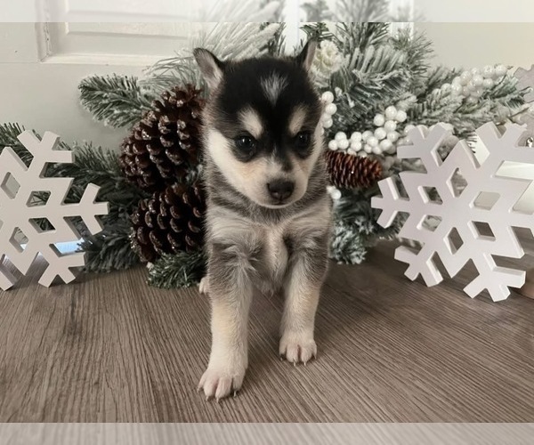 Medium Photo #5 Alaskan Klee Kai Puppy For Sale in WILLIAMSBURG, OH, USA
