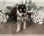 Small #4 Alaskan Klee Kai