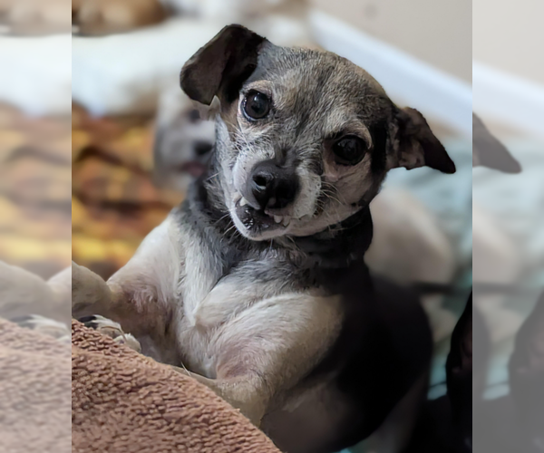 Medium Photo #1 Chihuahua-Unknown Mix Puppy For Sale in Fresno, CA, USA