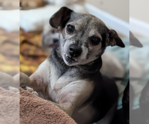 Chihuahua-Unknown Mix Dogs for adoption in Fresno, CA, USA