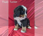 Small Photo #10 Bernese Mountain Dog Puppy For Sale in CANON CITY, CO, USA