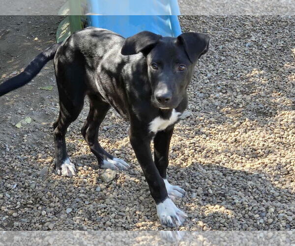 Medium Photo #4 Great Pyrenees-Unknown Mix Puppy For Sale in Anniston, AL, USA