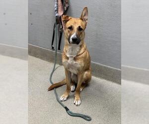 German Shepherd Dog-Unknown Mix Dogs for adoption in Las Vegas, NV, USA