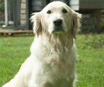 Small Photo #29 Golden Retriever Puppy For Sale in MISHAWAKA, IN, USA