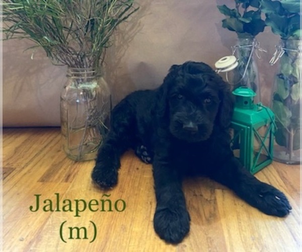 Medium Photo #1 Goldendoodle Puppy For Sale in MAYWOOD, IL, USA