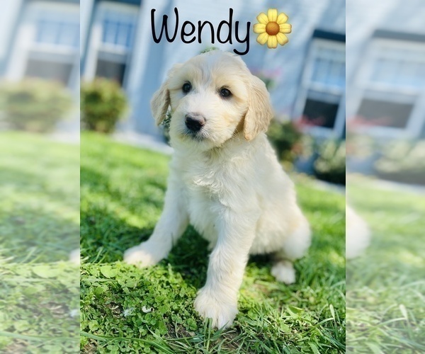 Medium Photo #12 Saint Bernard Puppy For Sale in COOKEVILLE, TN, USA