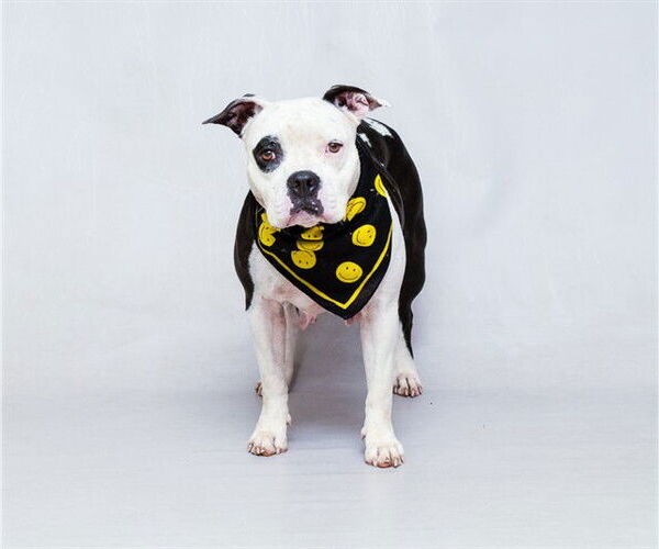 Medium Photo #1 Staffordshire Bull Terrier-Unknown Mix Puppy For Sale in Sanford, FL, USA