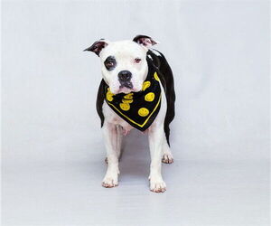 Medium Staffordshire Bull Terrier Mix