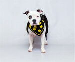 Small Staffordshire Bull Terrier Mix