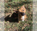 Small #5 Chihuahua Mix