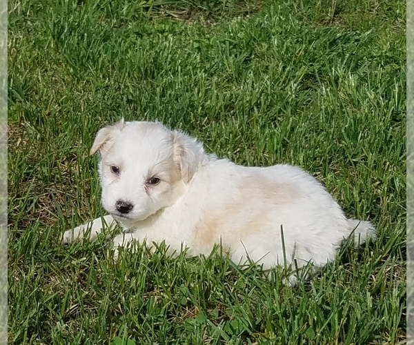 Medium Photo #1 Aussiedoodle Puppy For Sale in ALLEGRE, KY, USA