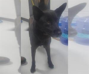 German Shepherd Dog-Unknown Mix Dogs for adoption in Temple, TX, USA