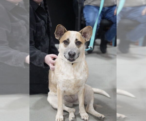 Medium Photo #12 Catahoula Leopard Dog-Unknown Mix Puppy For Sale in Boston, MA, USA
