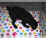 Small #2 Schnoodle (Miniature)