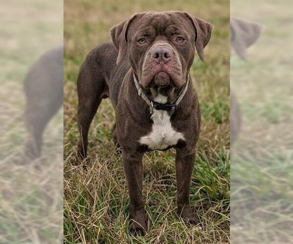 Medium Photo #1 American Staffordshire Terrier-Unknown Mix Puppy For Sale in Akron, OH, USA