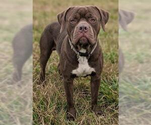 American Staffordshire Terrier-Unknown Mix Dogs for adoption in Akron, OH, USA