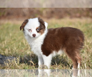 Miniature Australian Shepherd Puppy for sale in PALM COAST, FL, USA