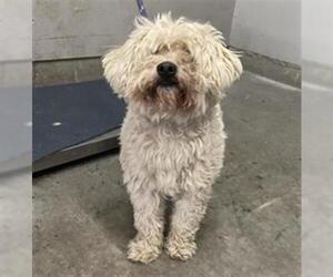 Maltese-Unknown Mix Dogs for adoption in Camarillo, CA, USA