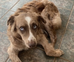 Mother of the Australian Shepherd puppies born on 08/08/2025