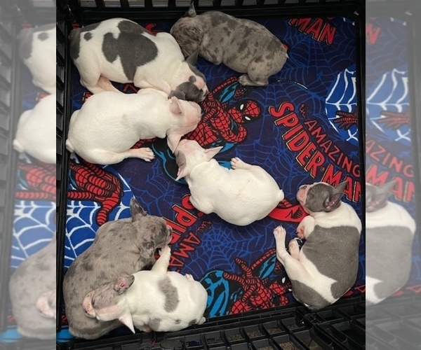 Medium Photo #1 French Bulldog Puppy For Sale in ANTIOCH, CA, USA
