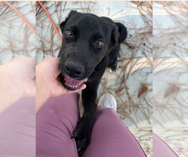 Medium Photo #4 Labrador Retriever-Unknown Mix Puppy For Sale in Oakhurst, NJ, USA
