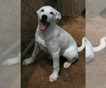 Small Photo #9 Shepradors Puppy For Sale in Attalka, AL, USA