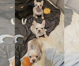 French Bulldog Litter for sale in OCEAN ISLE BEACH, NC, USA